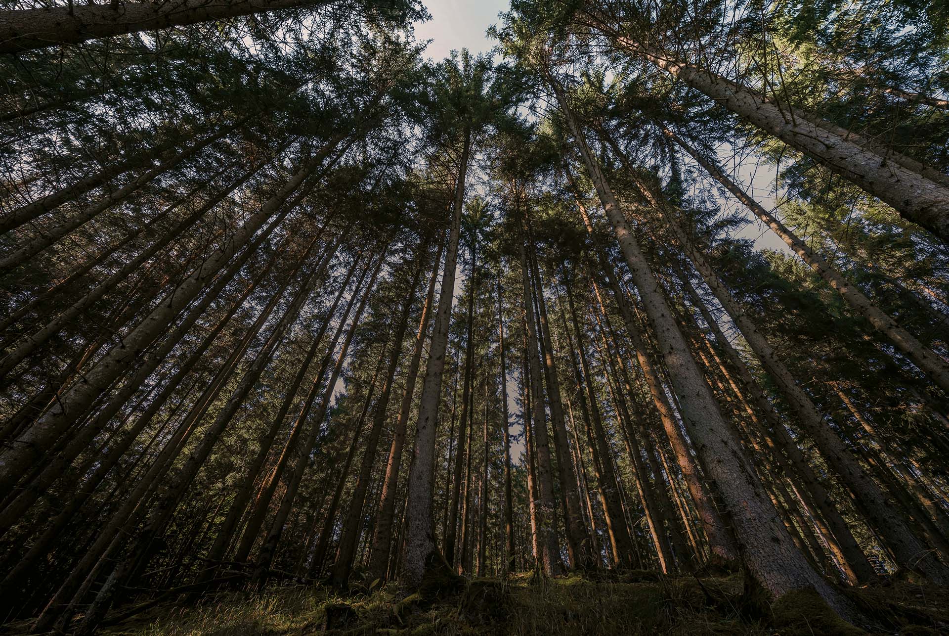 Blick in den Wald mit hohen Bäumen
