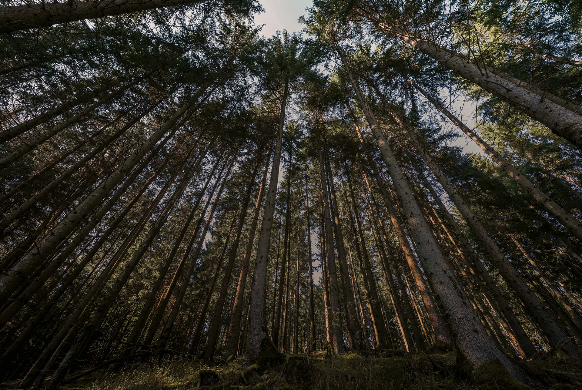 Vue d’une forêt avec de grands arbres