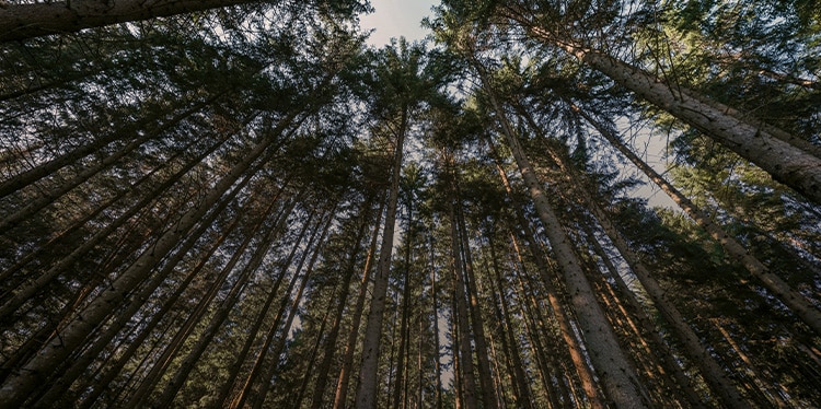 schöner Wald, suabere Luft, keine Umweltverschmutzung